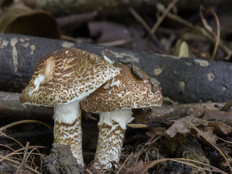 Lepiota cingulum